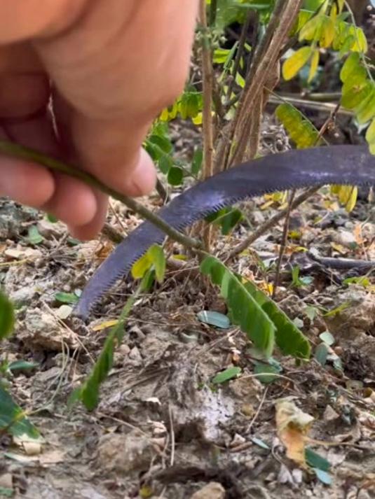 相思藤的叶子和鸡骨草很相似，要小心它的种子