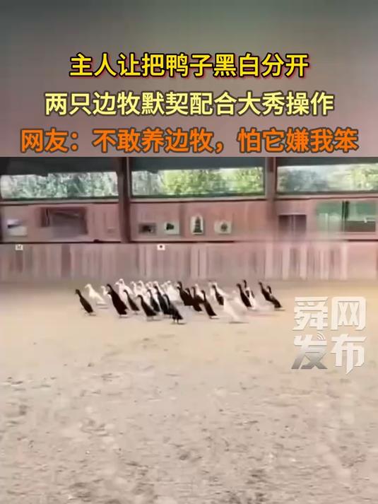 主人让把鸭子黑白分开，两只边牧默契配合大秀操作，网友：不敢养边牧，怕它嫌我笨