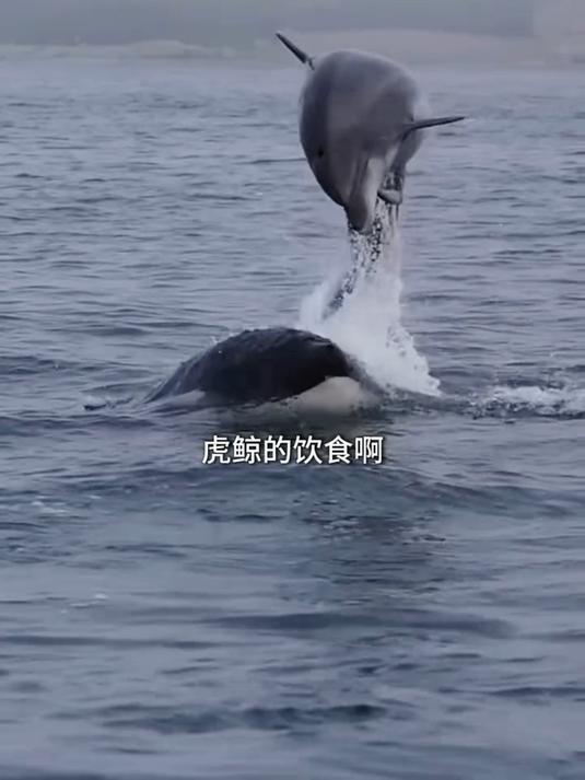 虎鲸的饮食能有多野?这奇葩吃法颠覆你对海洋霸主的认知!