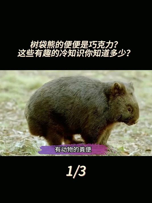 有趣的动物冷知识!树袋熊粪便极像“巧克力”?这些你知道多少?