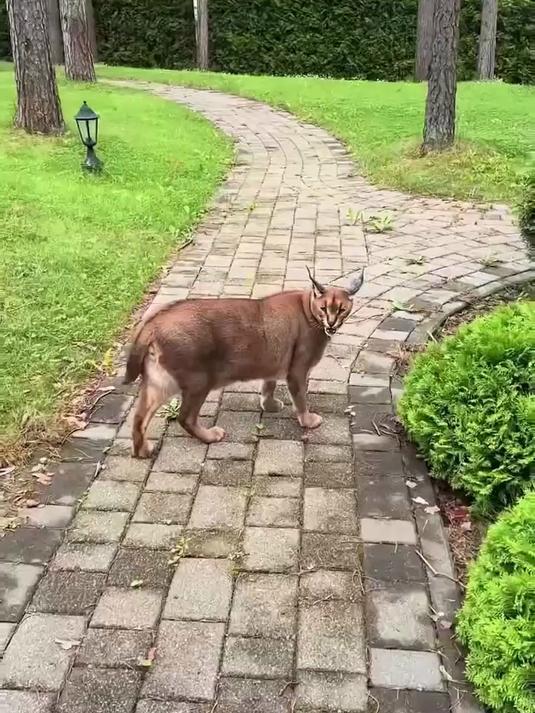 世界上最凶狠的猫咪,却有可爱的一面!