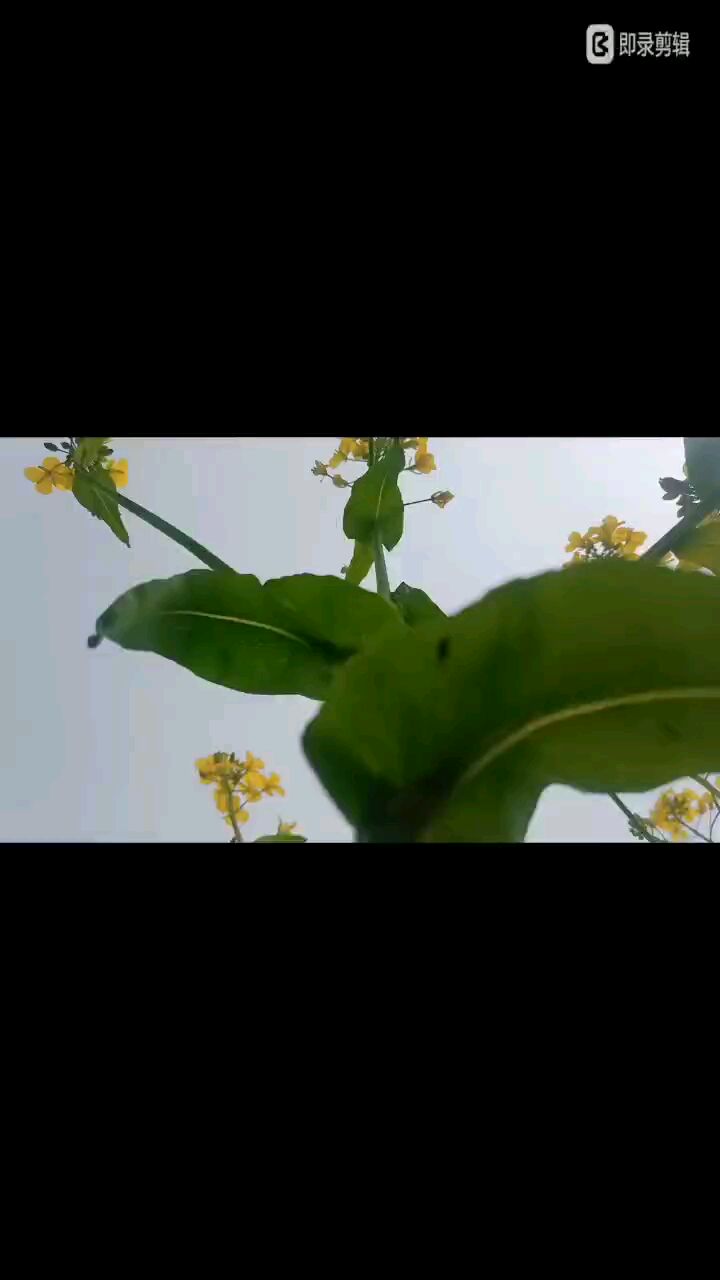 肖战歌曲光点分享