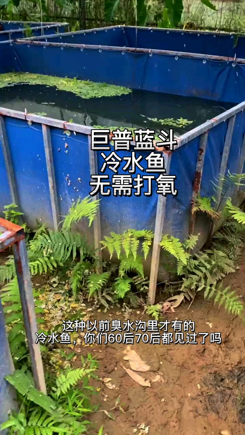 巨普蓝斗鱼国斗鱼冷水鱼