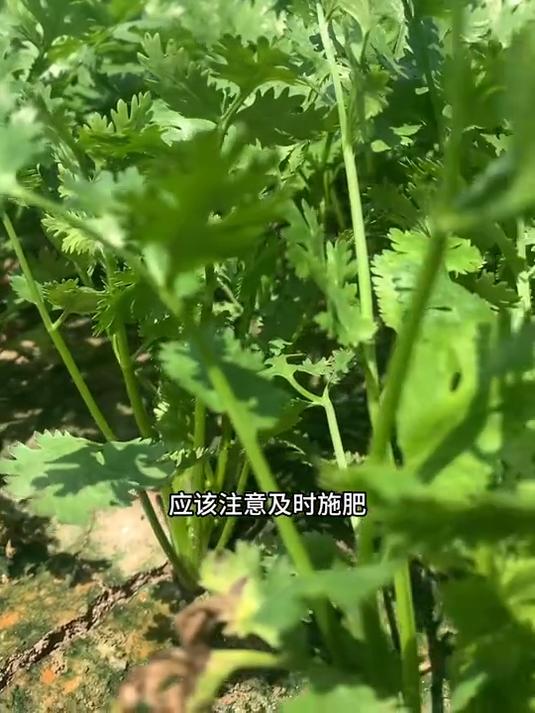 这款香菜种子好种,香菜味超浓郁,小院种植乐无忧!