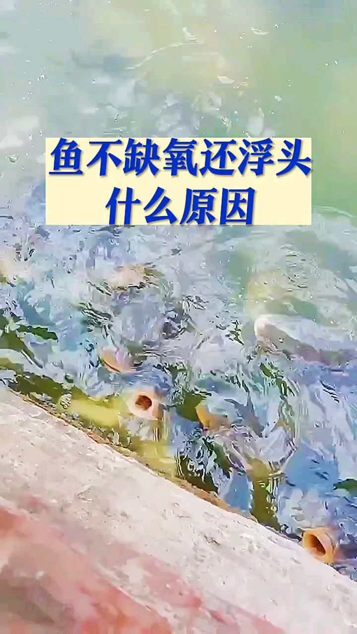 鱼塘不缺氧还浮头什么原因