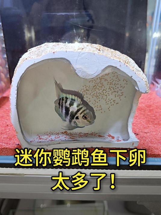 迷你鹦鹉鱼下卵了,怎么生这么多?产量真高