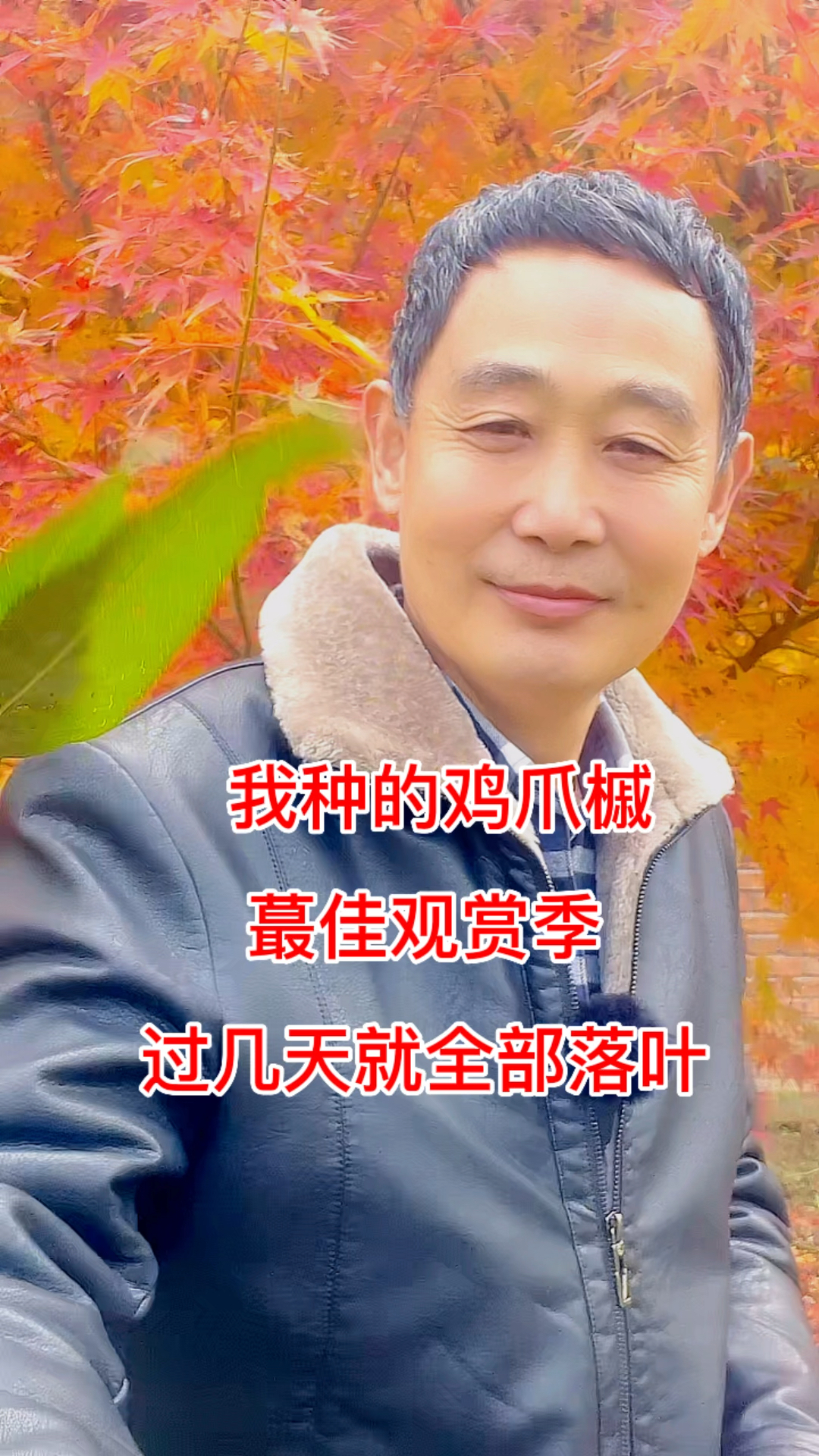 我种的鸡爪槭进入蕞佳观赏季,过几天就要全部落叶了,这样的鸡爪槭你喜欢吗?