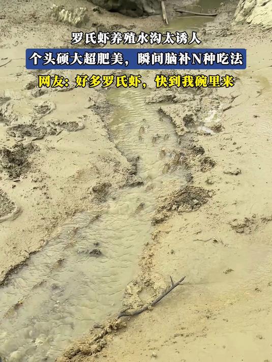 罗氏虾养殖水沟太诱人,个头硕大超肥美,瞬间脑补N种吃法