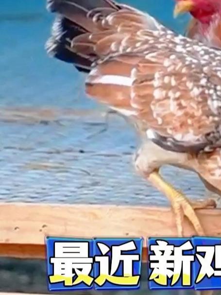 最近家里有到了很多新伙伴,有紫怀特 白玫瑰 黄金五彩大公鸡