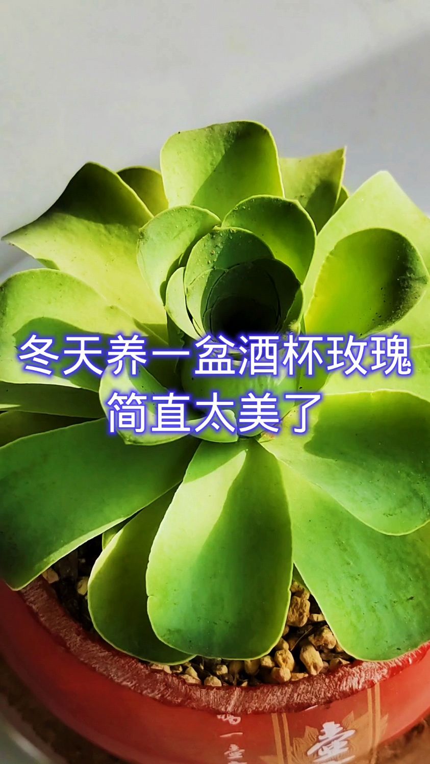 冬天这样养酒杯玫瑰,简直太美了!