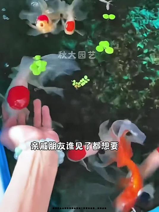 鹤顶红金鱼堪称观赏鱼顶流!好看寓意佳,家养必备