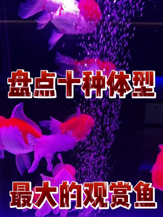 盘点十种体型最大的观赏鱼