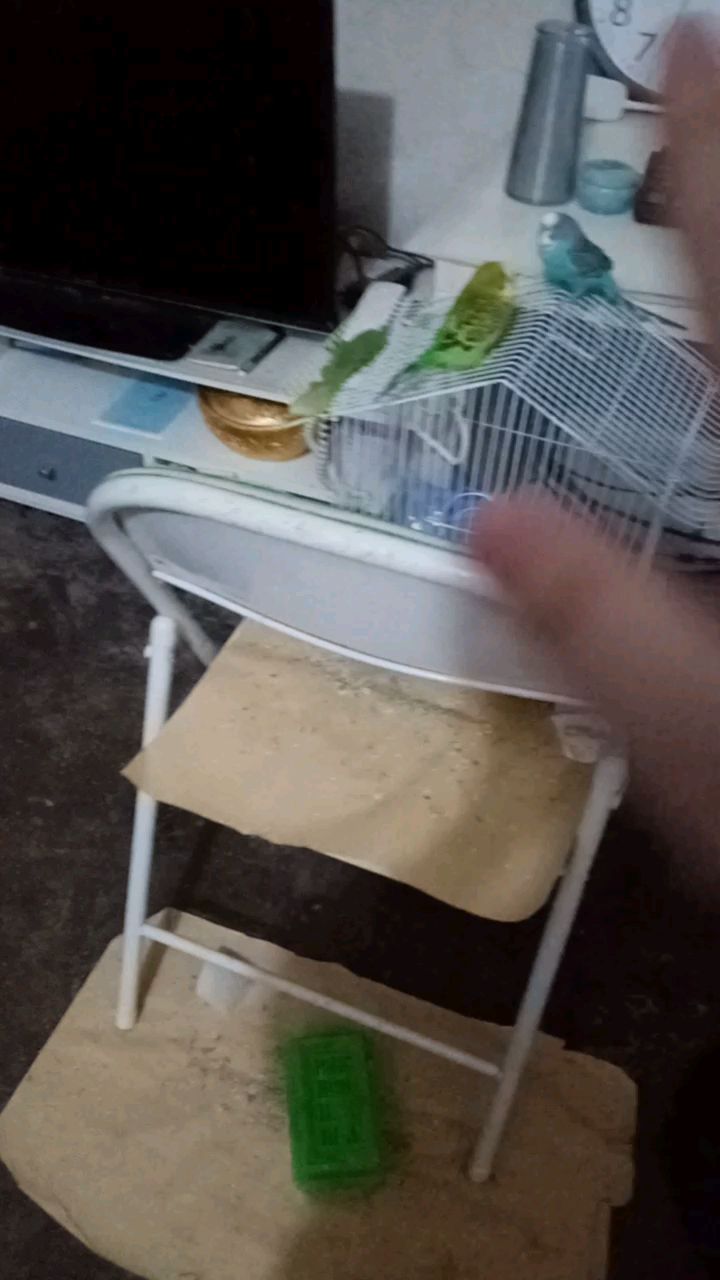 水蛇来了虎皮鹦鹉