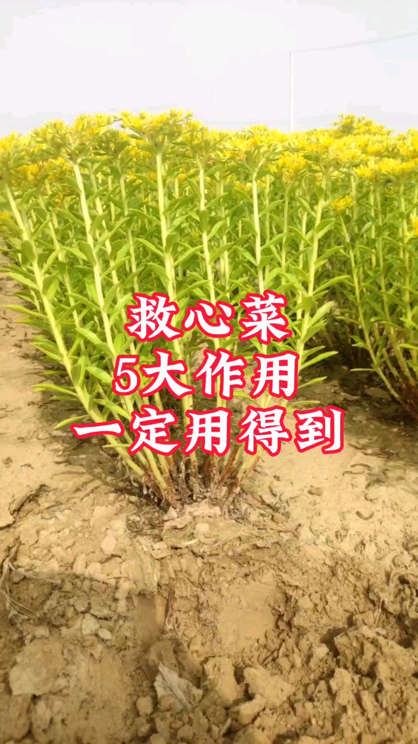 农村常见的救心菜,5大作用真不错,第2个现在你正需要