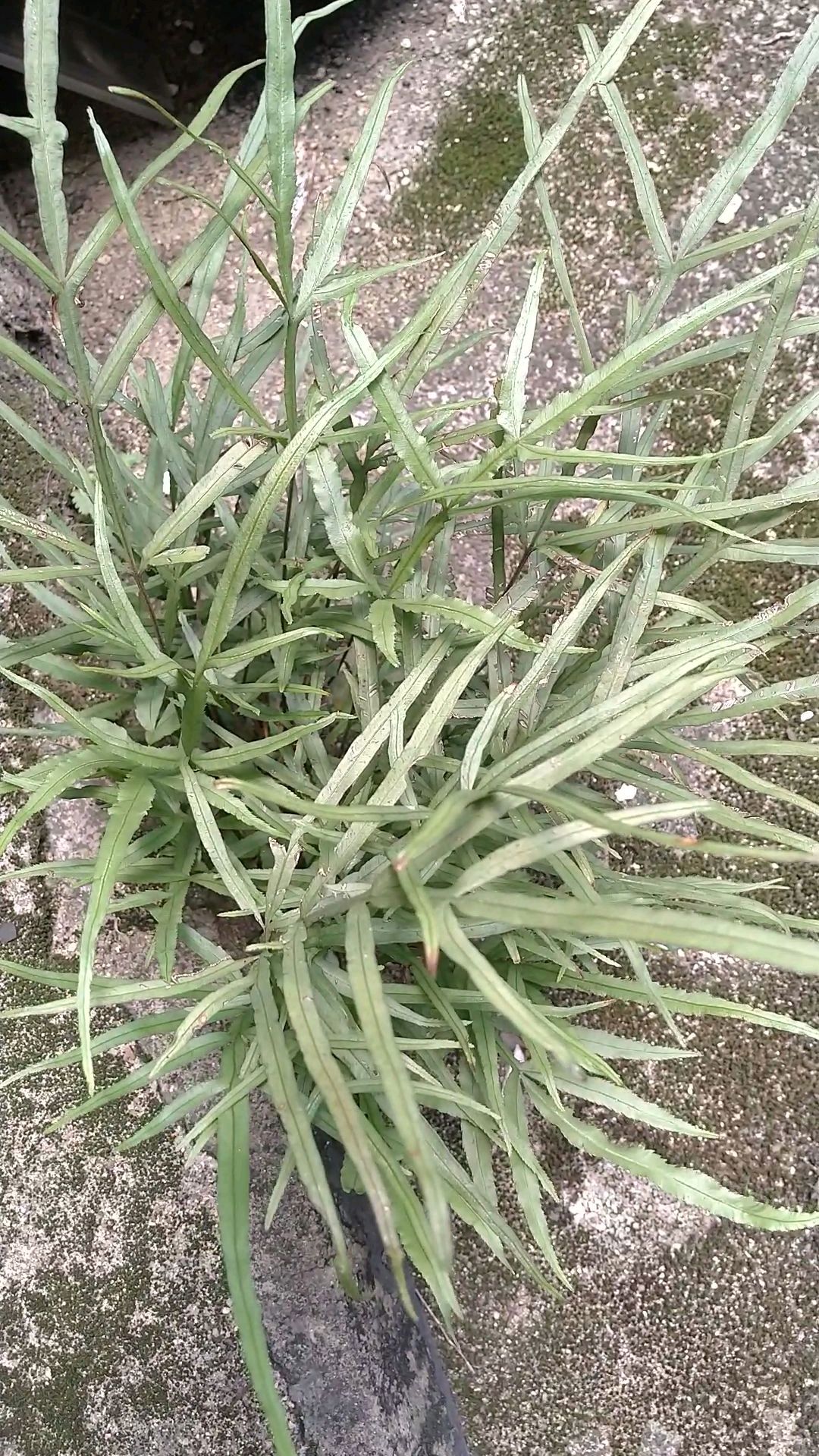 地方名叫“蓬蕨草”,又叫“井栏边草”或“凤尾草”、“鸡脚草”