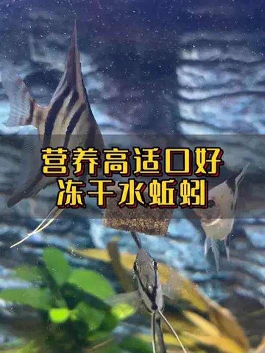 冻干红线虫:营养高适口好,鱼食佳选喂食便捷又安全