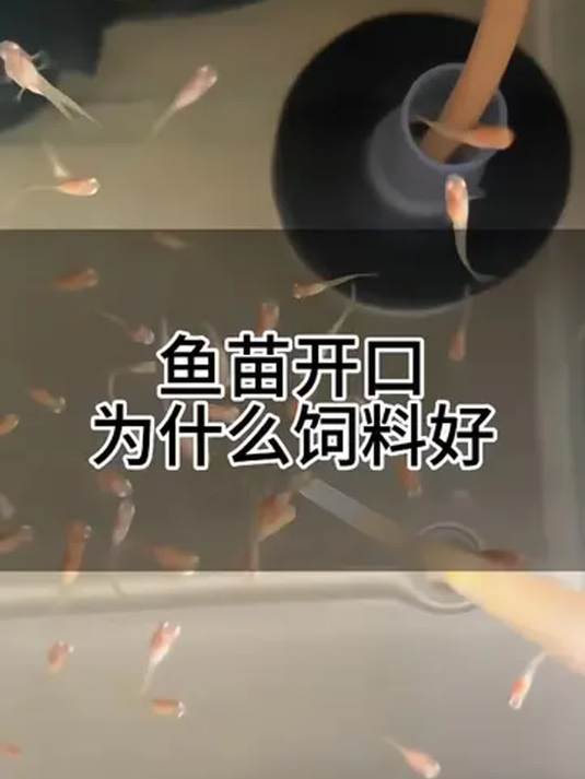 孔雀鱼鱼苗吃啥长得快?丰年虾幼虫是绝佳选择!