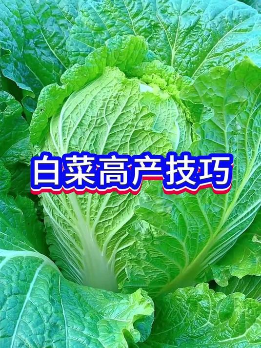 白菜种植的小窍门