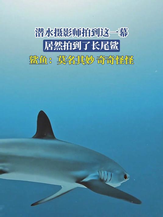 潜水摄影师拍到这一幕，拍到了长尾鲨，鲨鱼：莫名其妙，奇奇怪怪