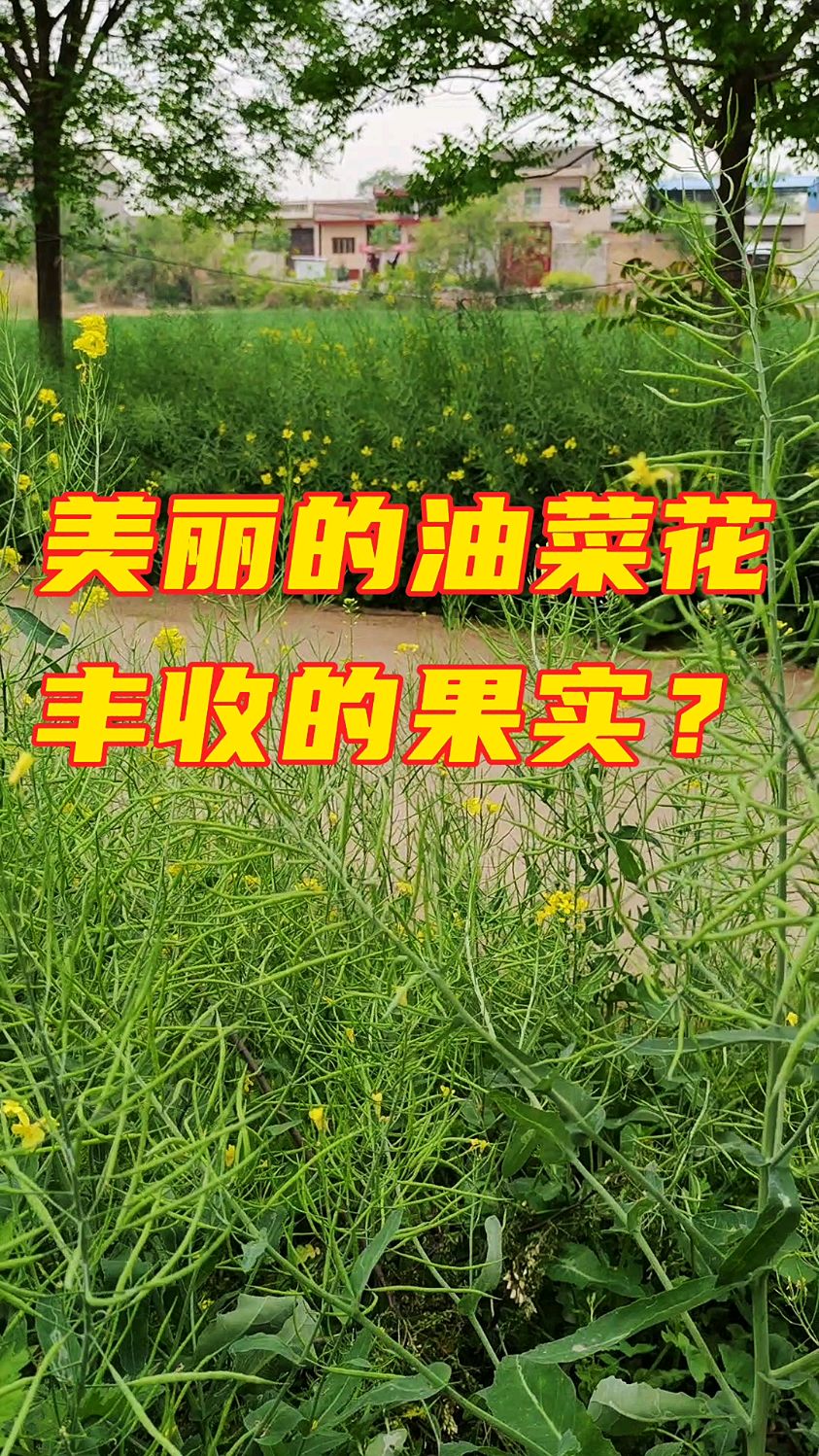 在游客眼里这是美丽的油菜花,在农民眼里这是丰收的果实
