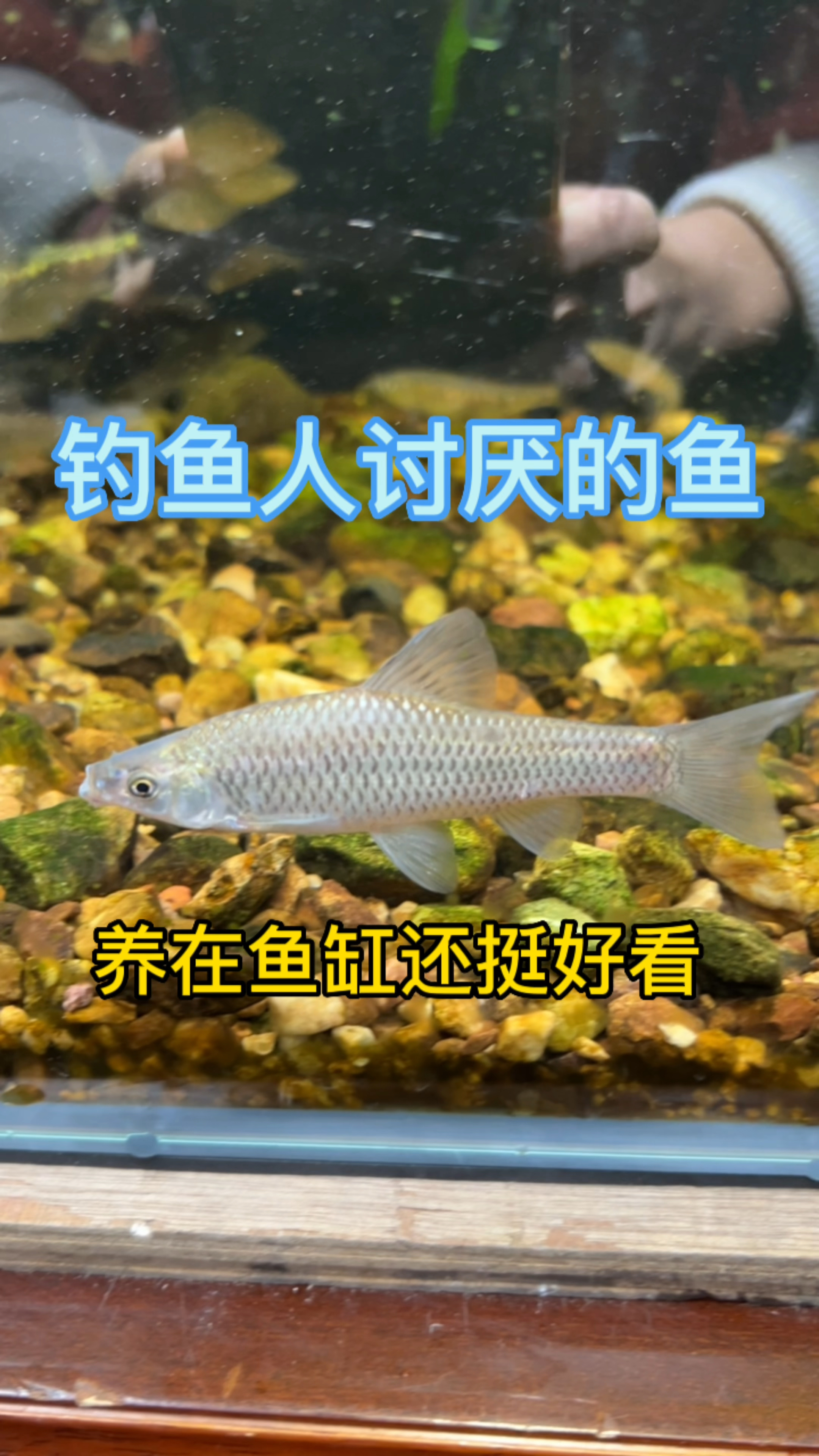 讨厌的鱼也很漂亮