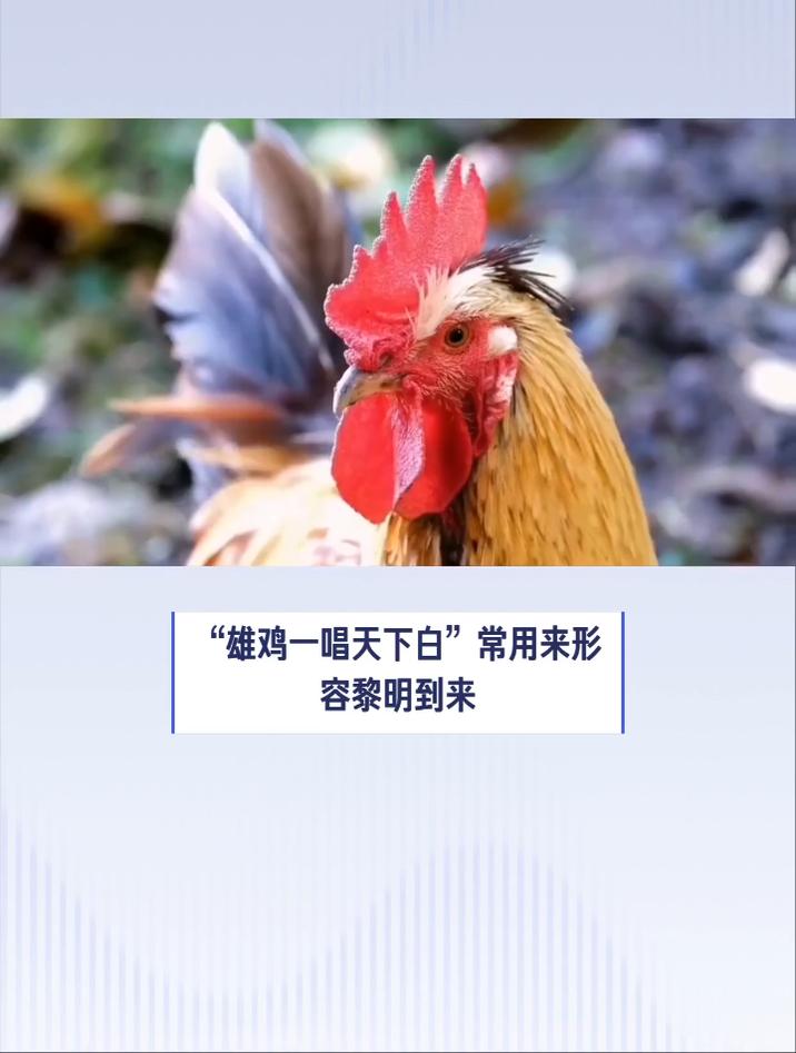 雄鸡一唱天下白什么生肖