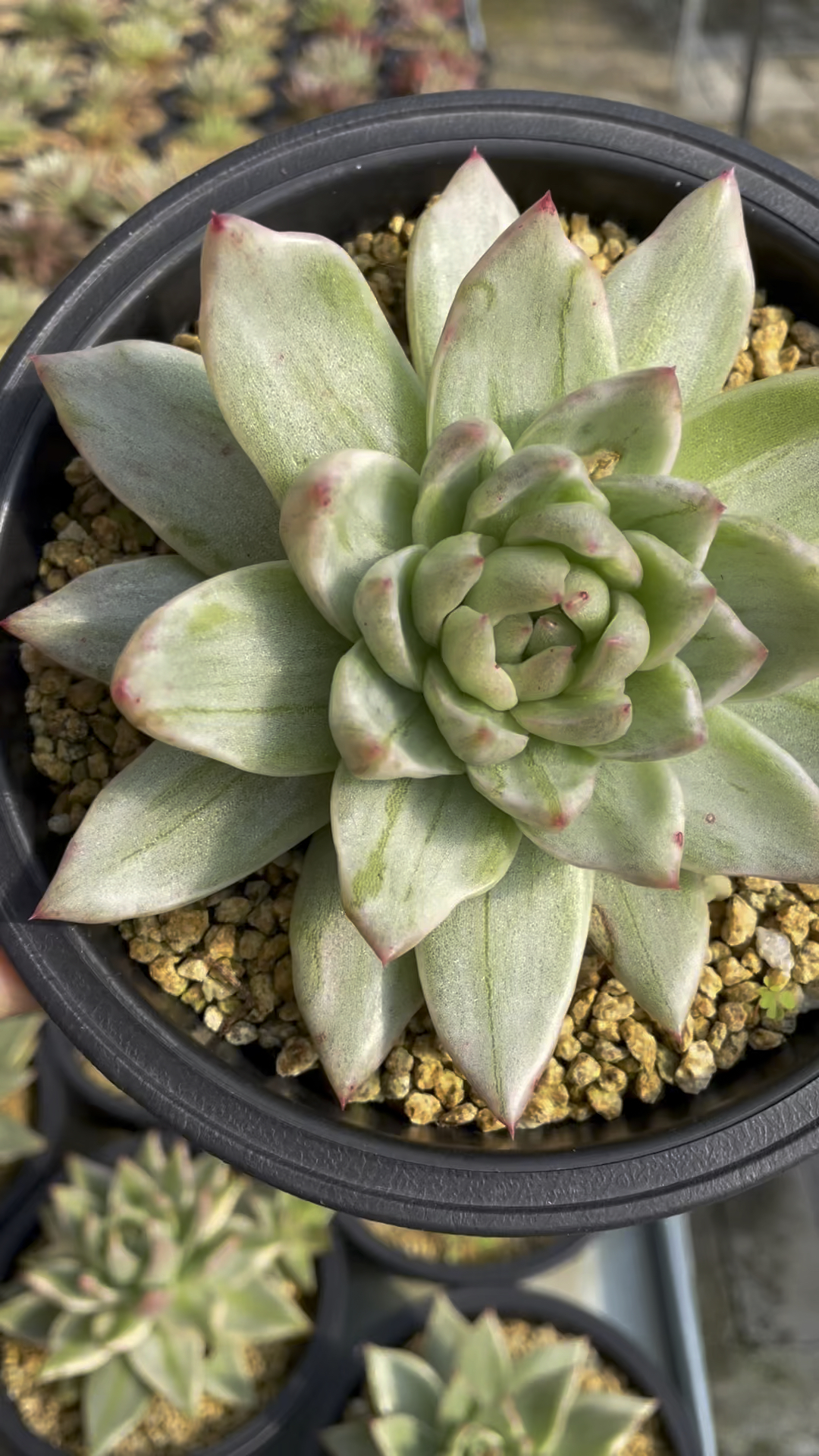 这颗多肉你们是不是都养了呢?#圣路易斯锦