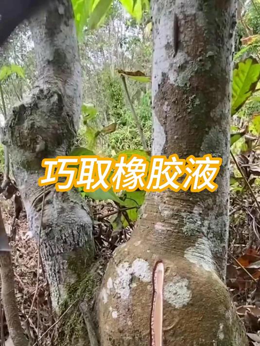 实拍橡胶树割胶全过程,鱼骨式切口采胶不伤树还高产