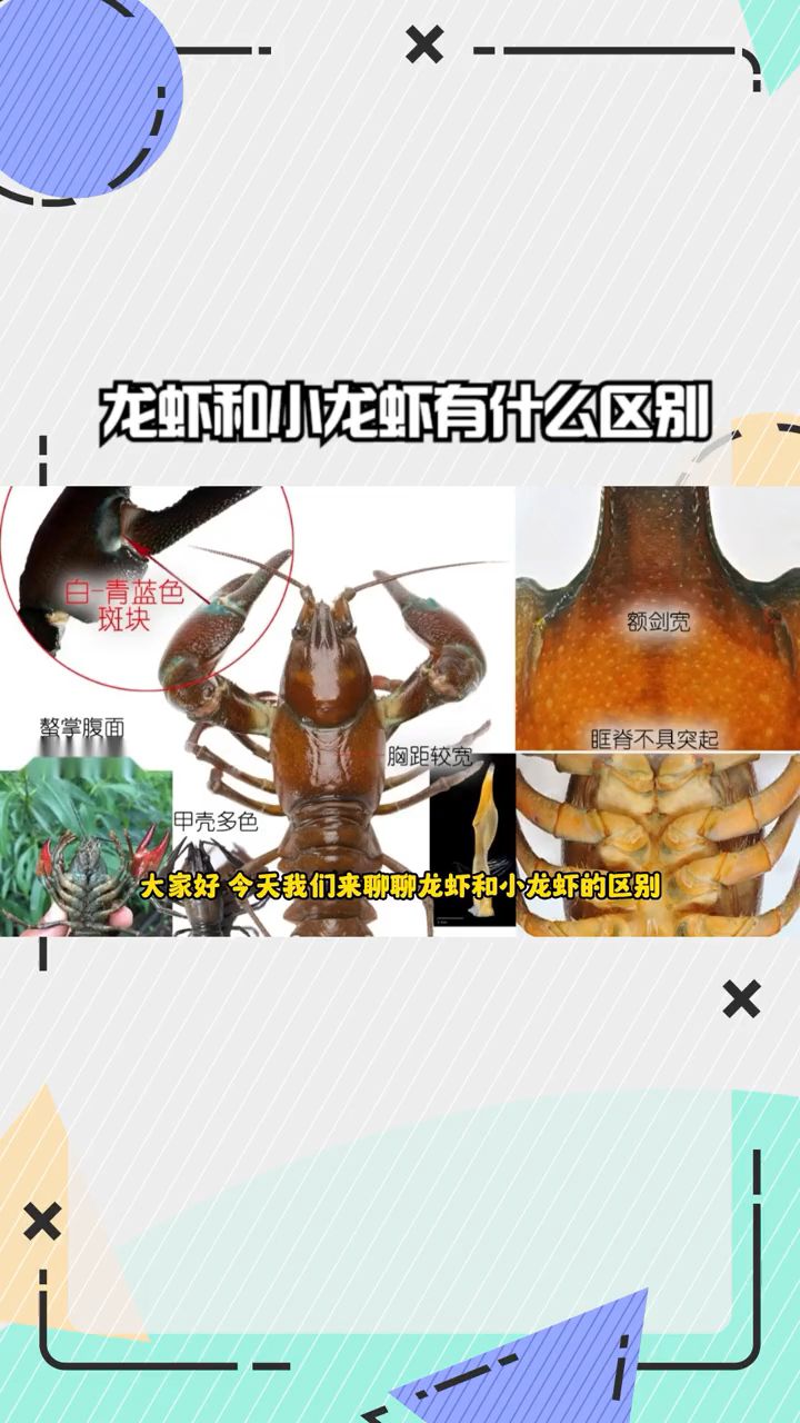 龙虾和小龙虾有什么区别