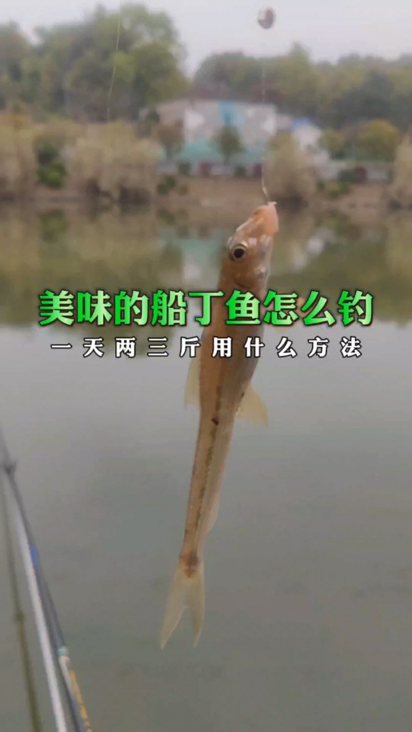 美味的船丁鱼要怎么钓,有大师喜欢钓船丁鱼吗