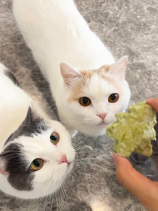 圣诞节给猫猫们做一颗可以吃的圣诞树吧