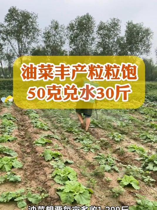 油菜高产专用肥!油菜丰产粒粒饱,提高出油率!促花授粉!