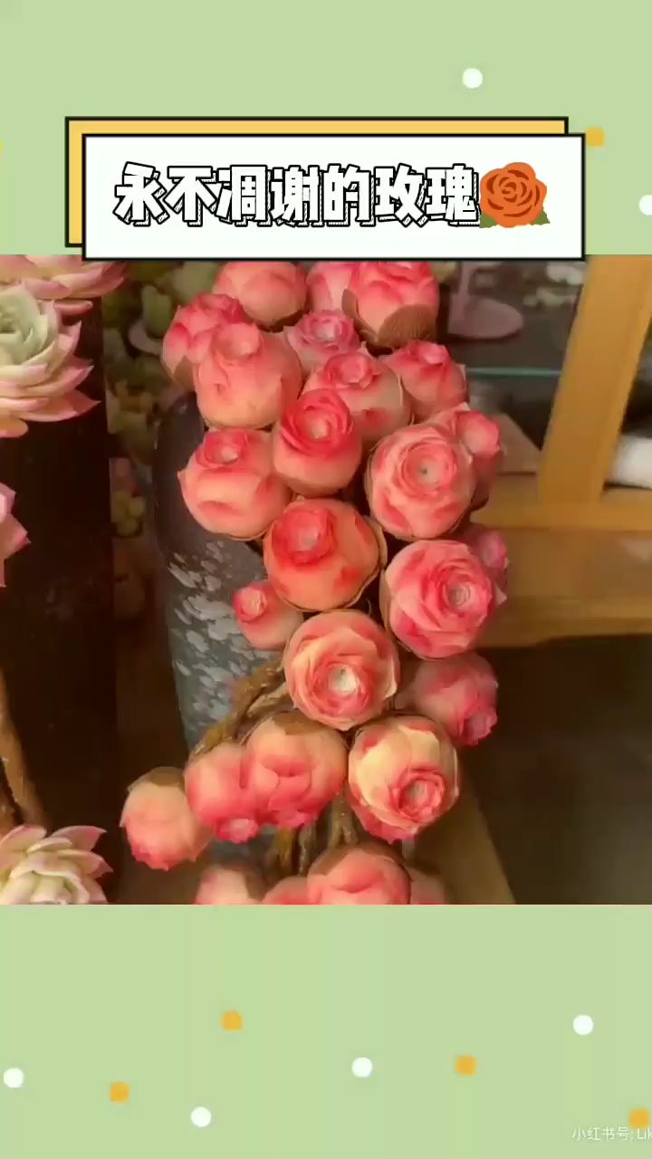 永远不会凋谢的玫瑰Mountainrose多肉界的小仙女,也太美了吧