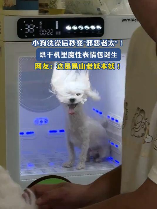 小狗洗澡后秒变邪恶老太!烘干机里魔性表情包诞生