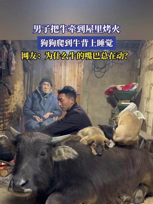 男子把牛牵到屋里烤火,狗狗爬到牛背上睡觉
