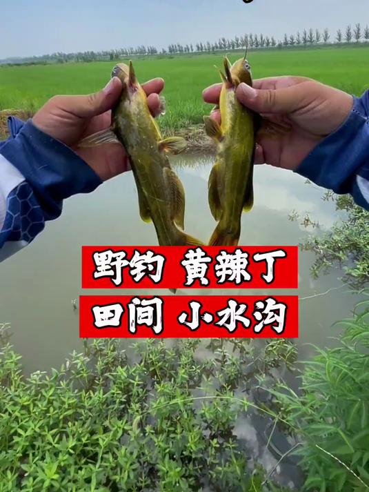 清蒸油炸（黄辣丁）够吃就行了，钓鱼的乐趣谁懂