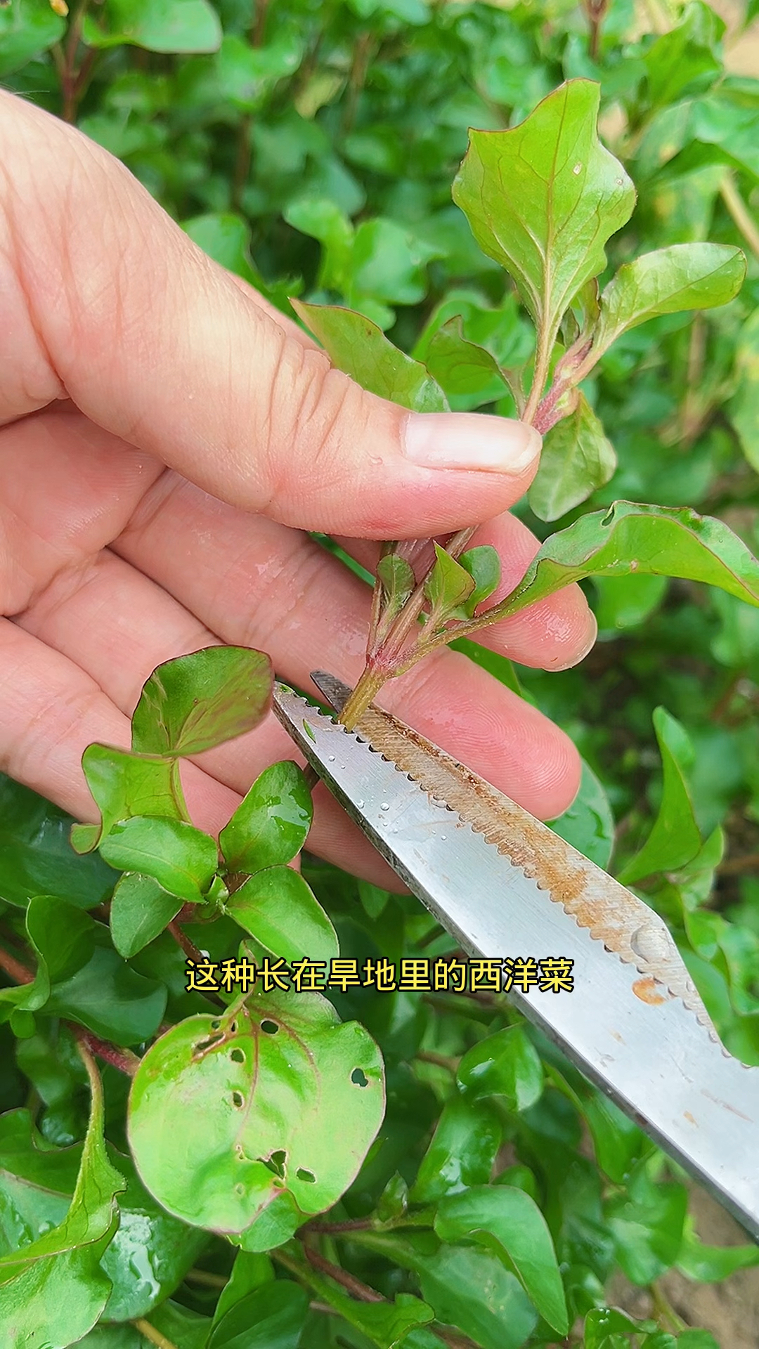 旱地西洋菜,学名锦绣苋