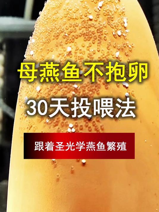 母燕鱼总不抱卵？这套鱼食投喂法，30 天实现爆卵大逆袭！