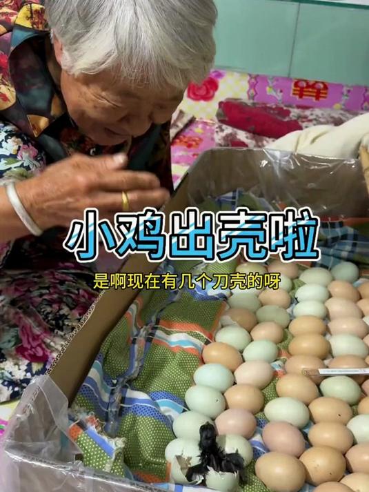 小鸡出壳 小鸡出壳啦，今天出来一个，明天继续出壳一起期待