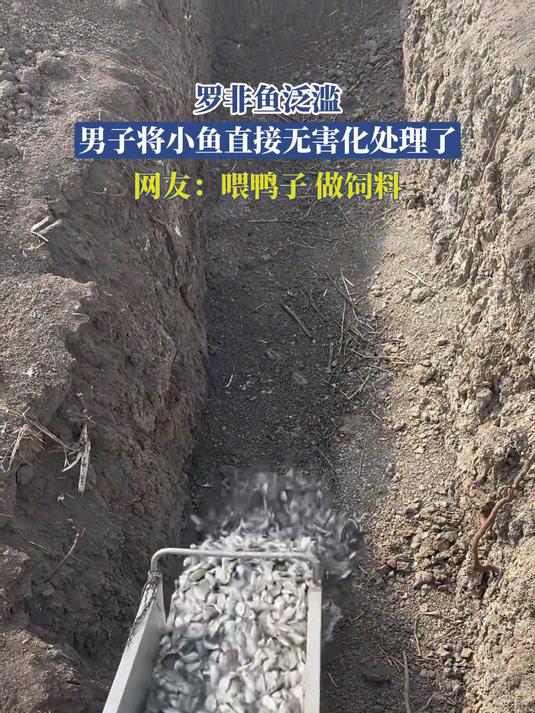罗非鱼泛滥，男子将小鱼直接无害化处理了，网友：喂鸭子，做饲料