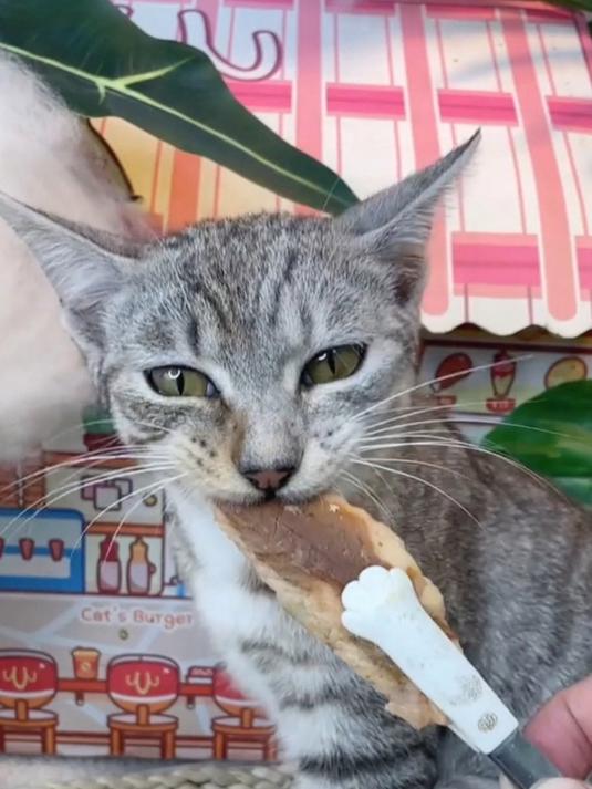 农夫牧场鲣鱼金枪,猫咪的美味谜题?