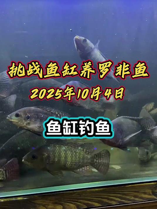 挑战鱼缸养罗非鱼，第134天！