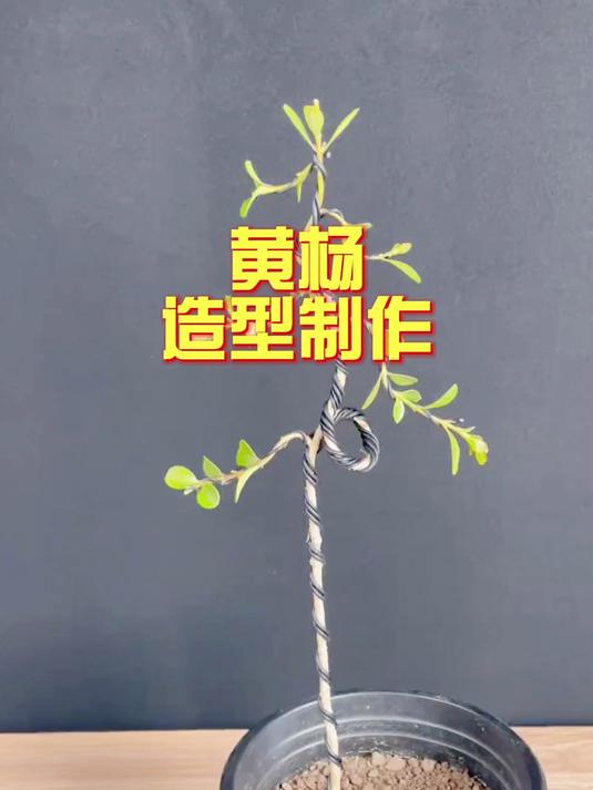 黄杨盆景造型制作分享,一起来学习吧