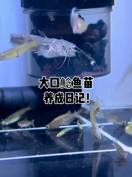记录大口鲶鱼成长过程!