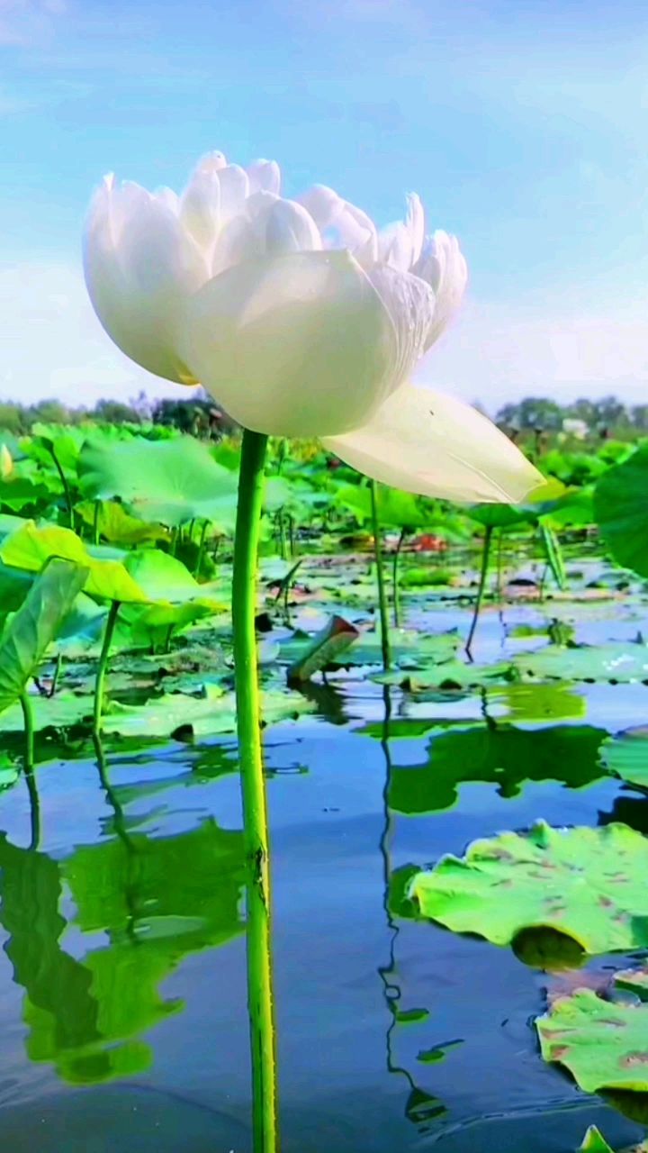愿我们都能生活甜甜,好运连连,事事顺心顺意
