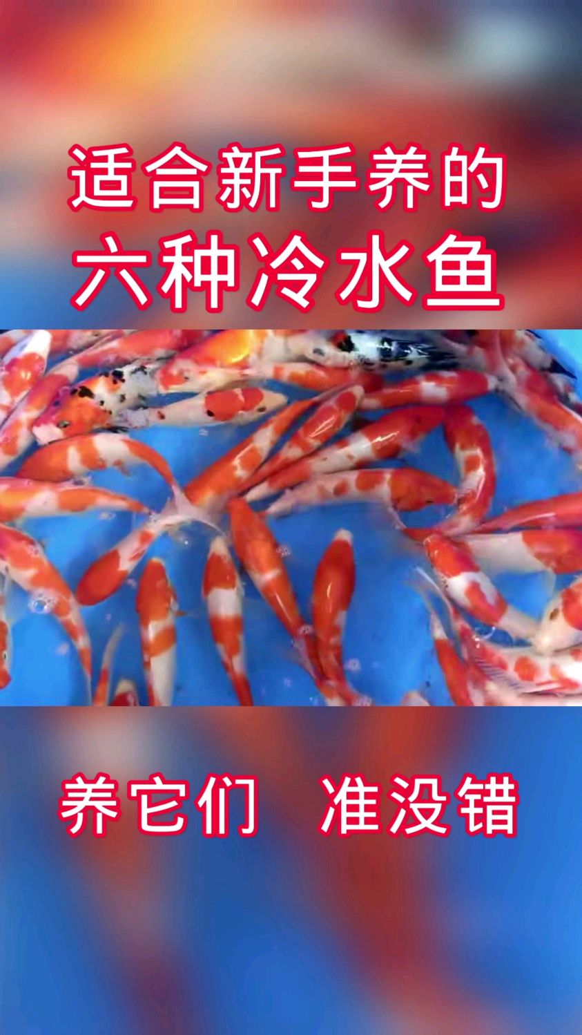 适合新手养的六种冷水鱼,您养过几种?