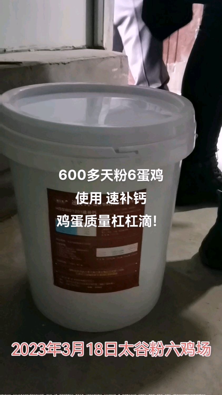600多天粉6蛋鸡使用 速补钙 鸡蛋质量杠杠滴,再也没有破蛋,软蛋,沙皮蛋了