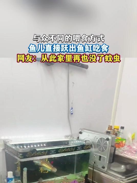 与众不同的喂食方式,鱼儿直接跃出鱼缸吃食,网友:从此家里再也没了蚊虫