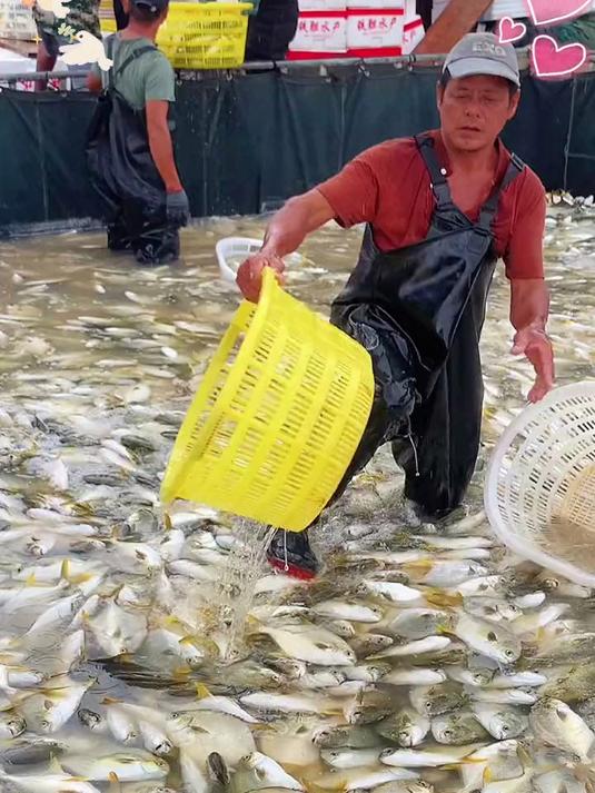 营养瑰宝银鳕鱼:富含 DHA,助力成长每一步