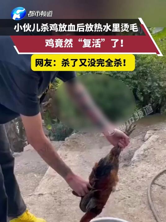小伙儿杀鸡放血后放热水里烫毛,鸡竟然“复活”了!